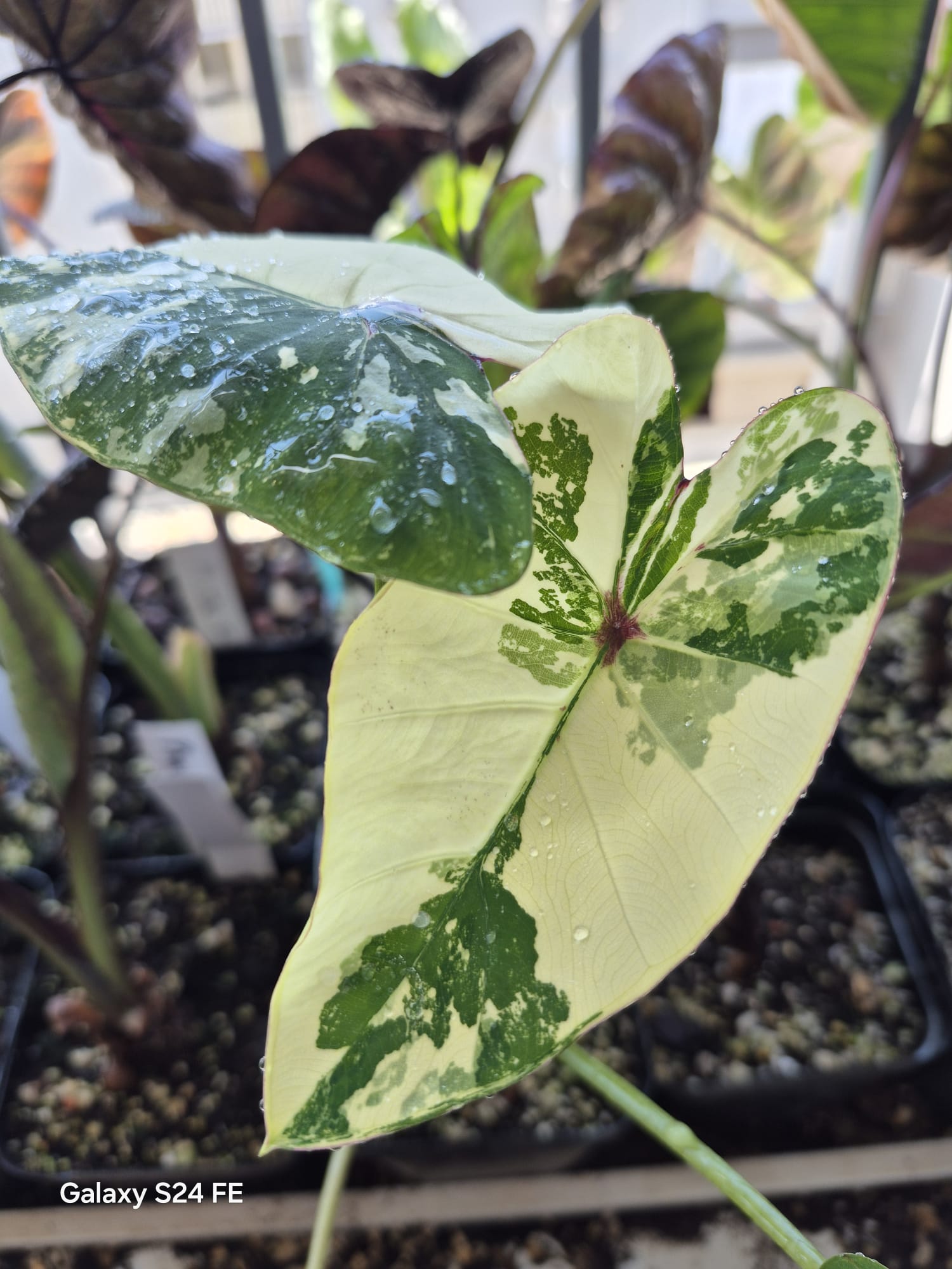 Colocasia Pharaoh's Mask Var